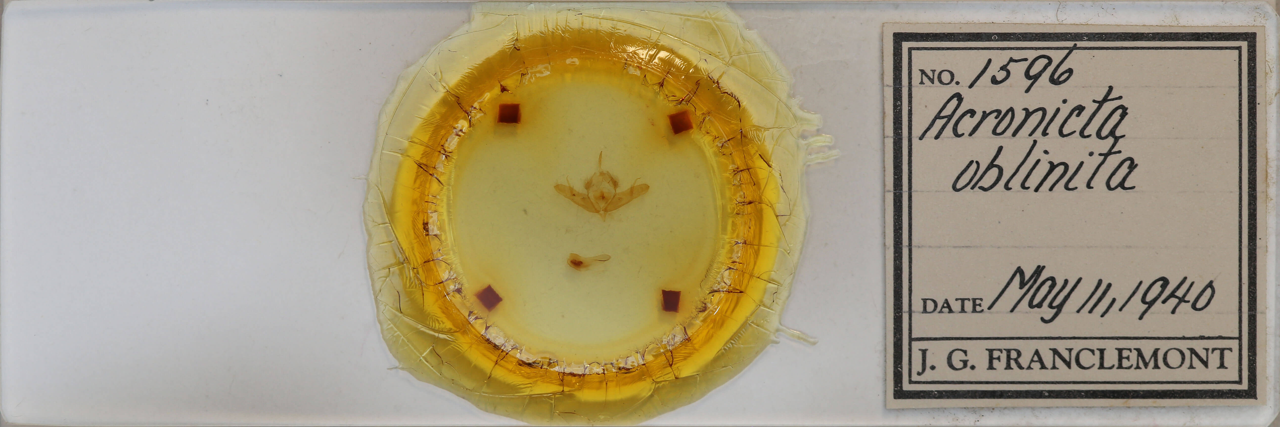 slide view of adult Acronicta oblinita