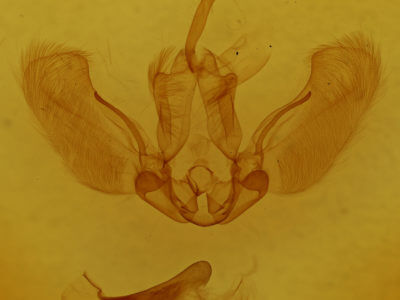 genitalia view of adult Acroria