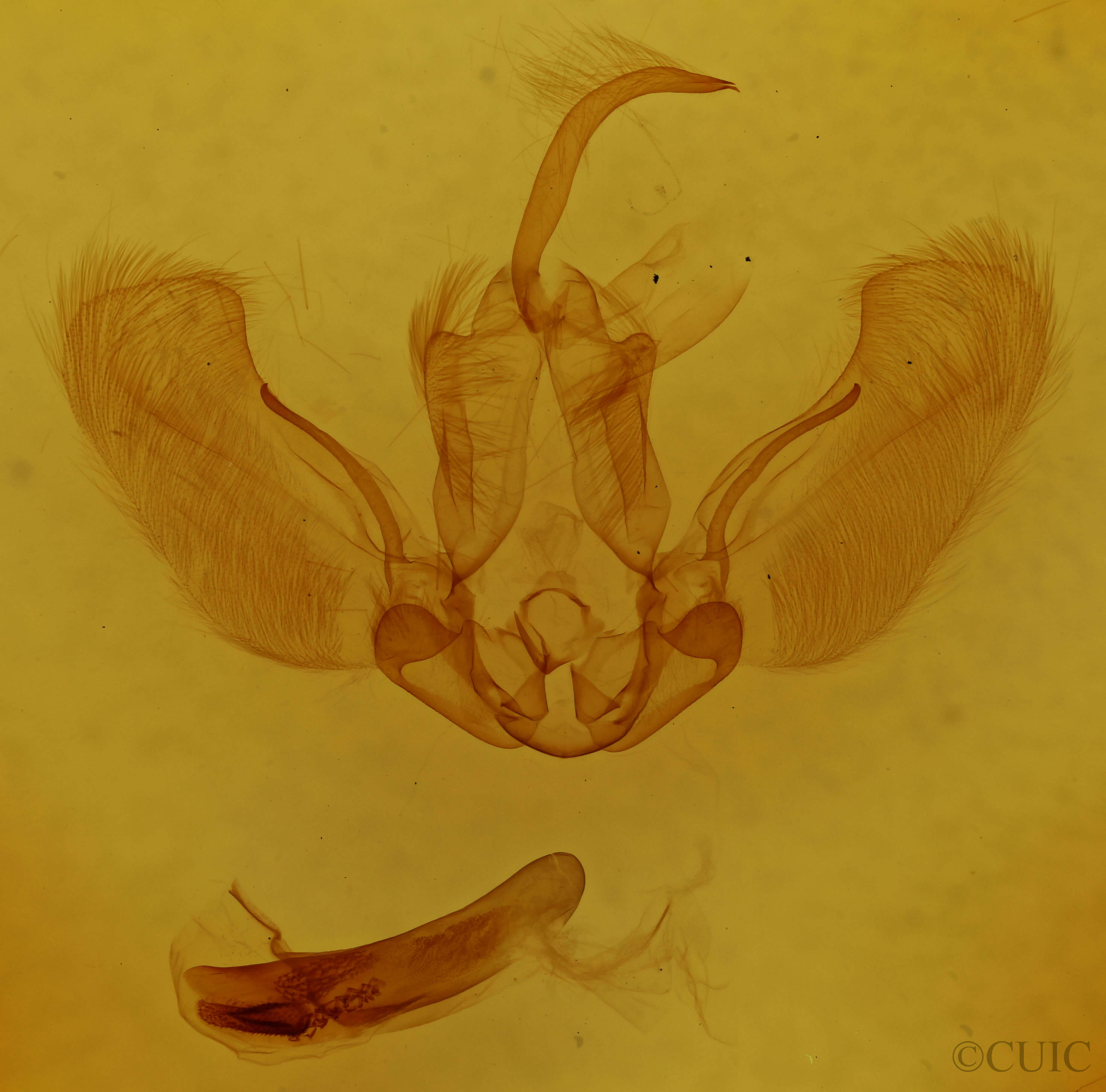 genitalia view of adult Acroria
