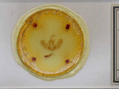 slide view of adult Acroria