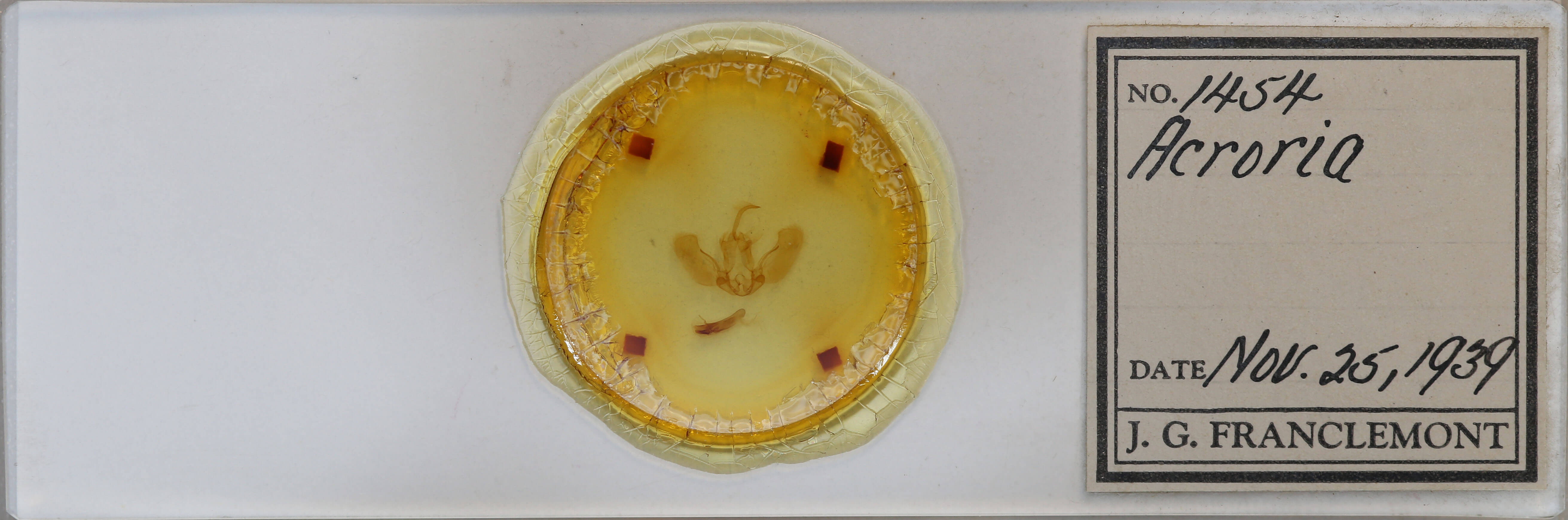 slide view of adult Acroria