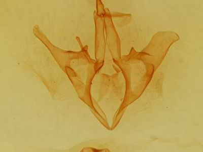 genitalia view of adult Allotria elonympha