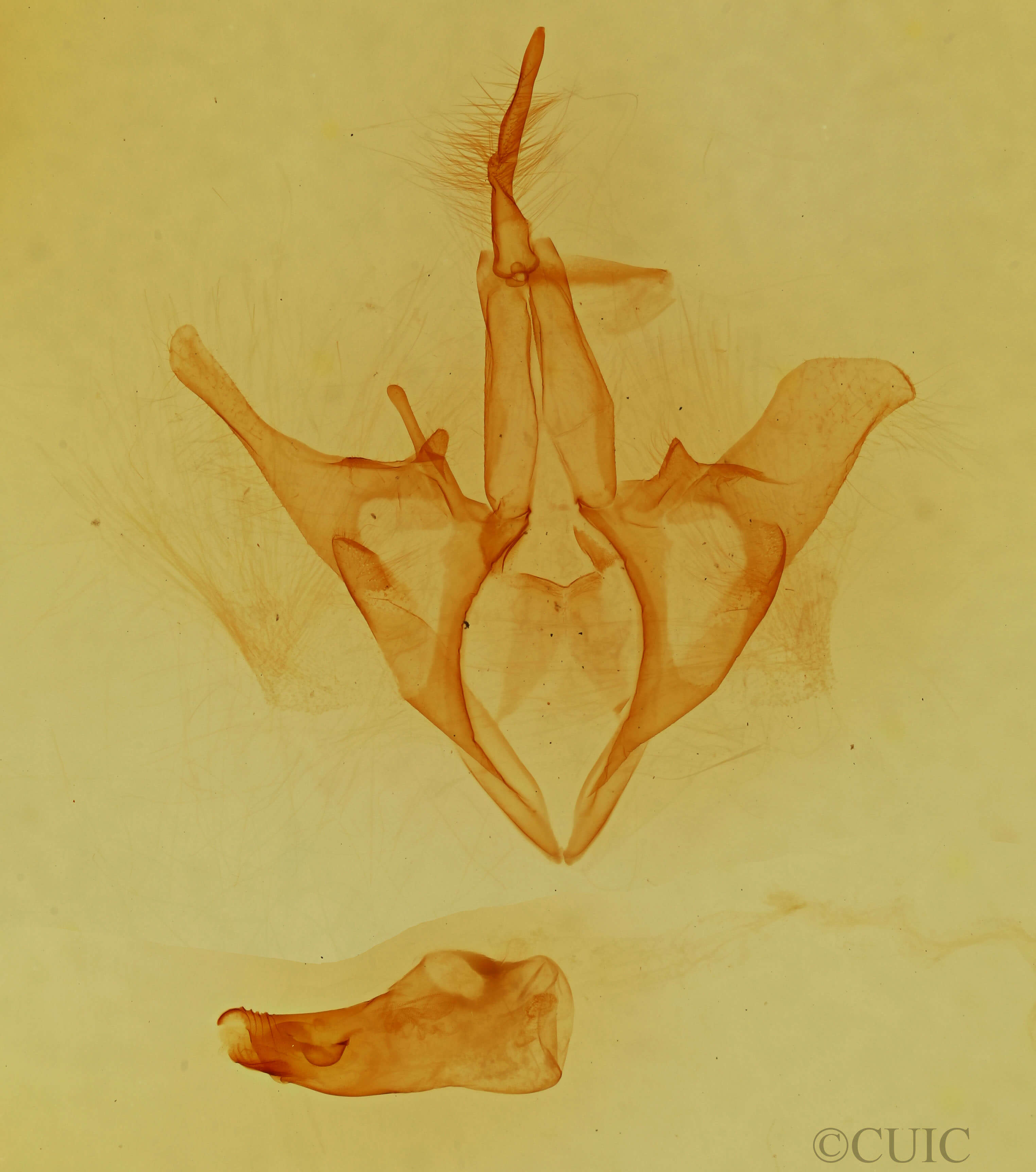 genitalia view of adult Allotria elonympha
