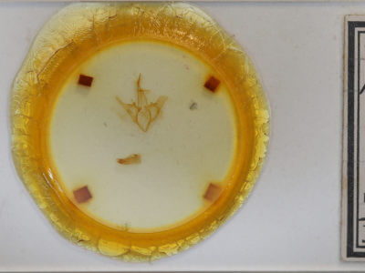 slide view of adult Allotria elonympha