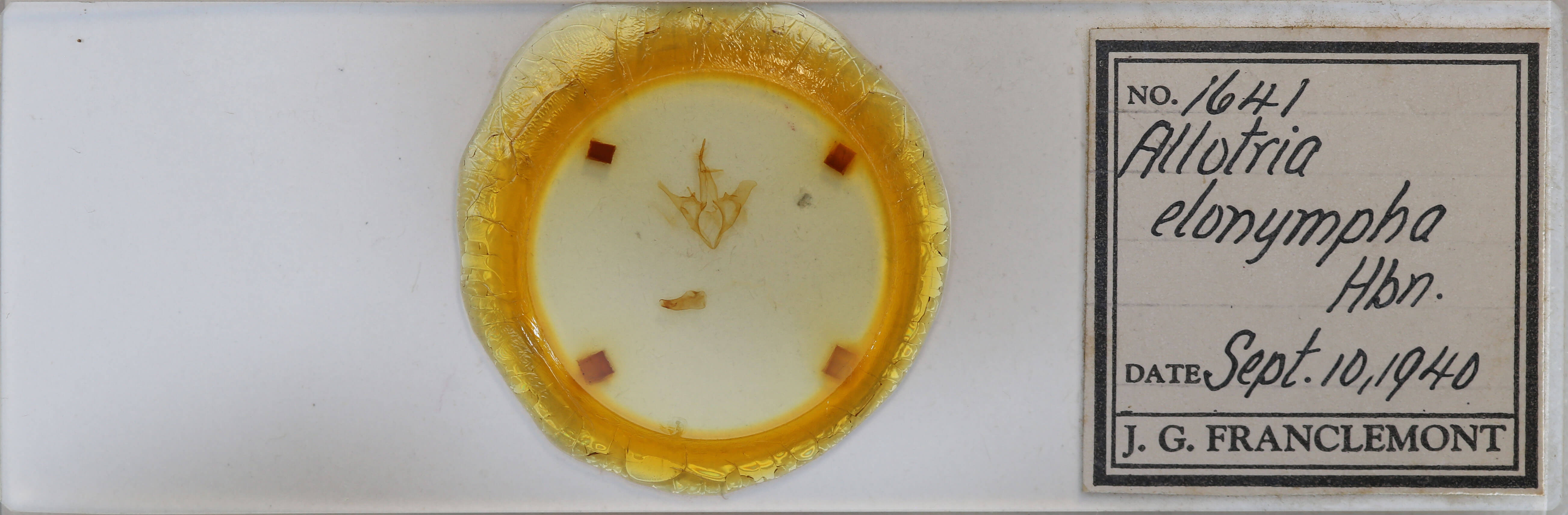 slide view of adult Allotria elonympha