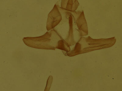 genitalia view of adult Amolita roseola