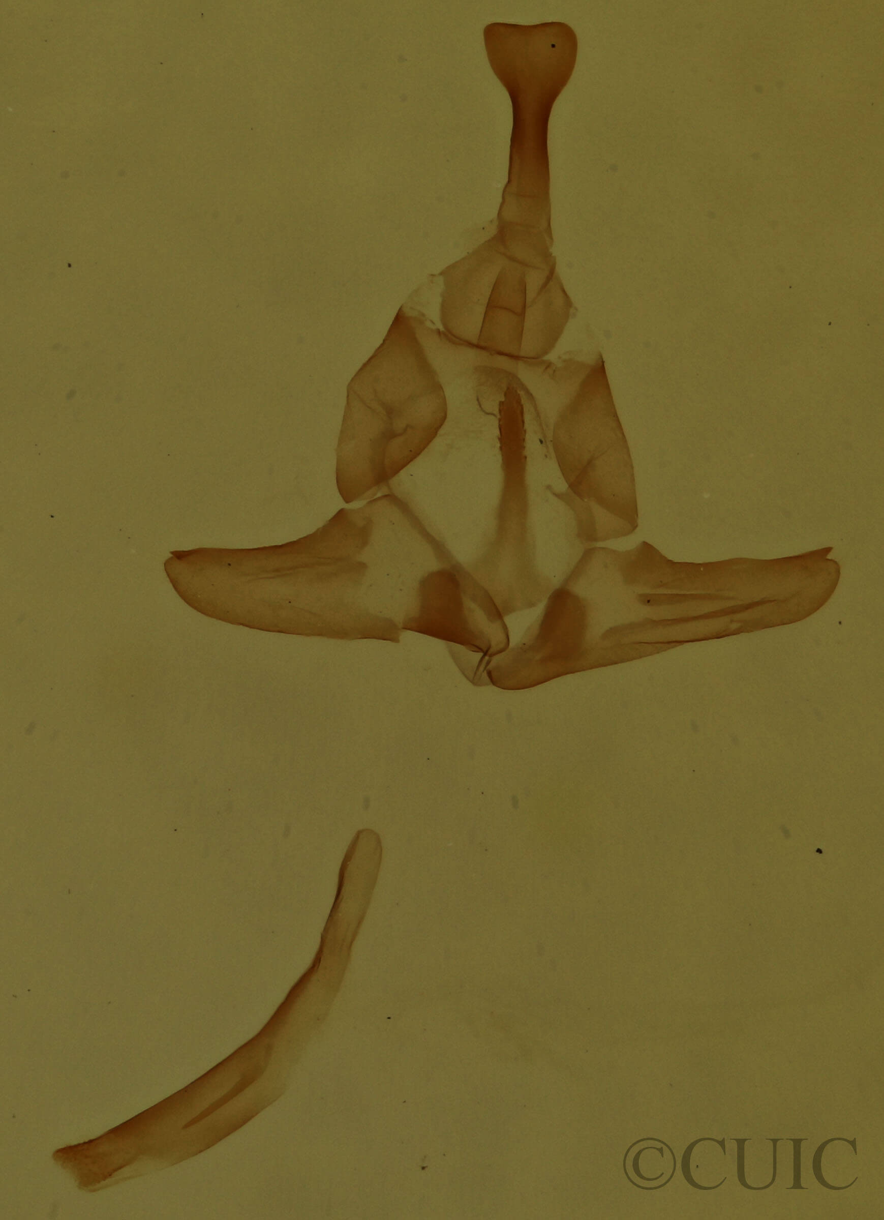 genitalia view of adult Amolita roseola