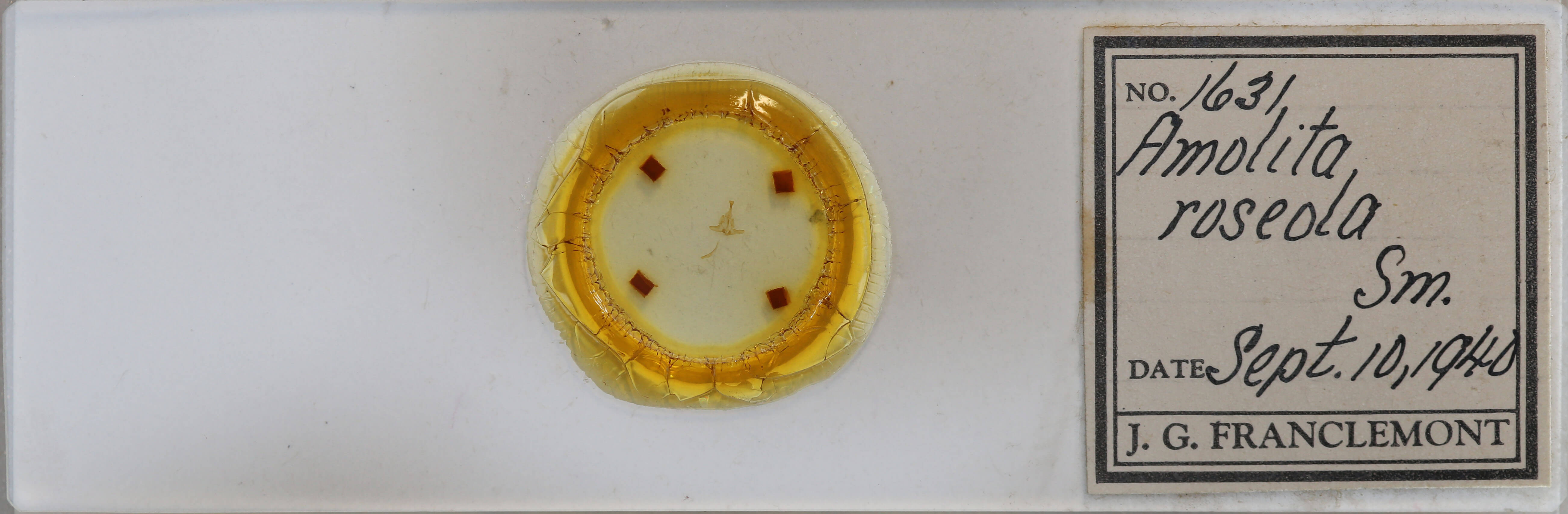 slide view of adult Amolita roseola