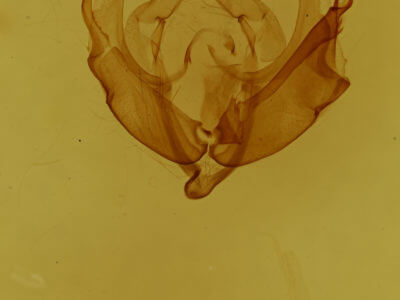 genitalia view of adult Anarta myrtilli