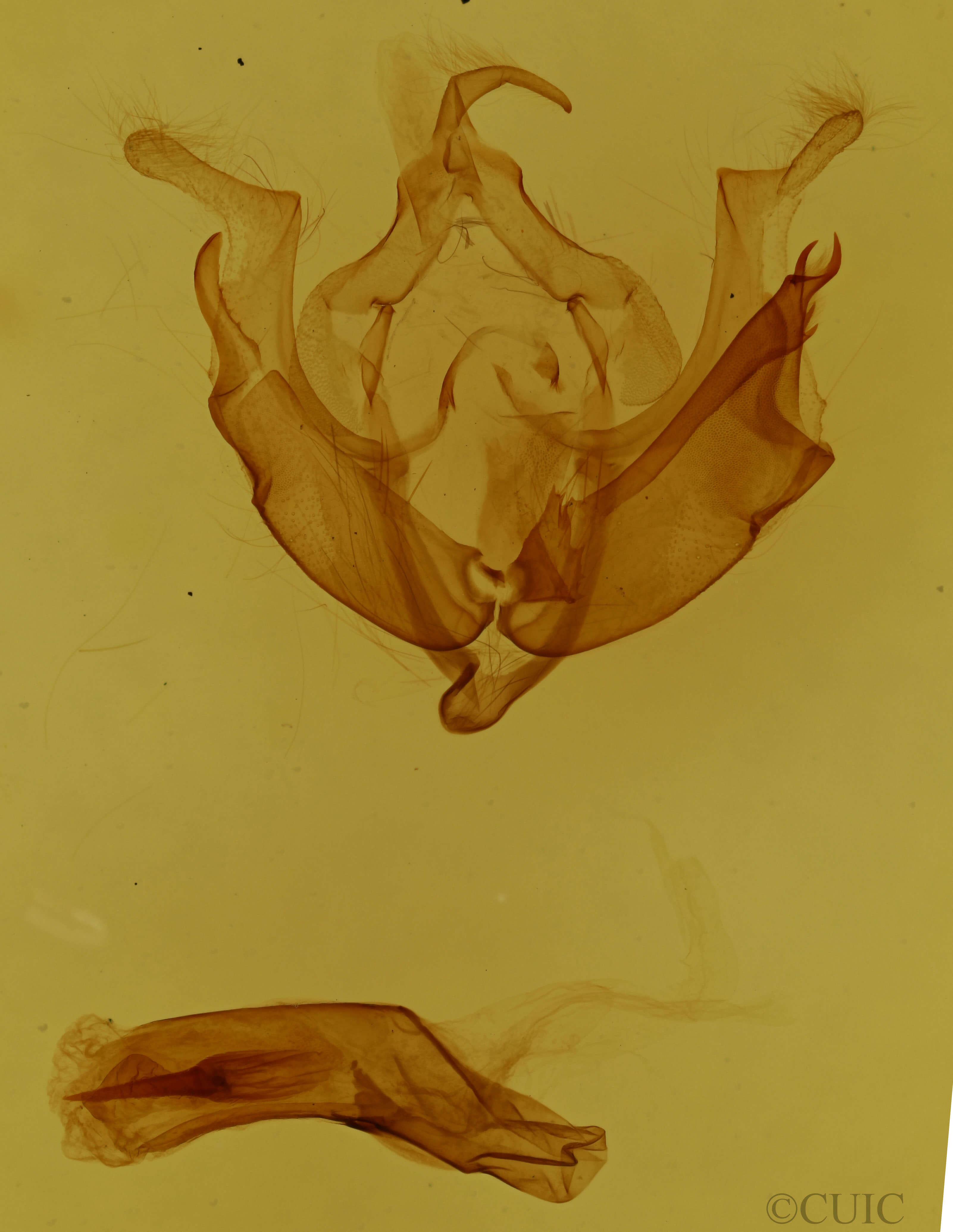 genitalia view of adult Anarta myrtilli