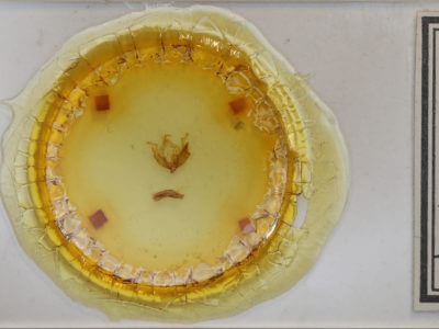 slide view of adult Anarta myrtilli