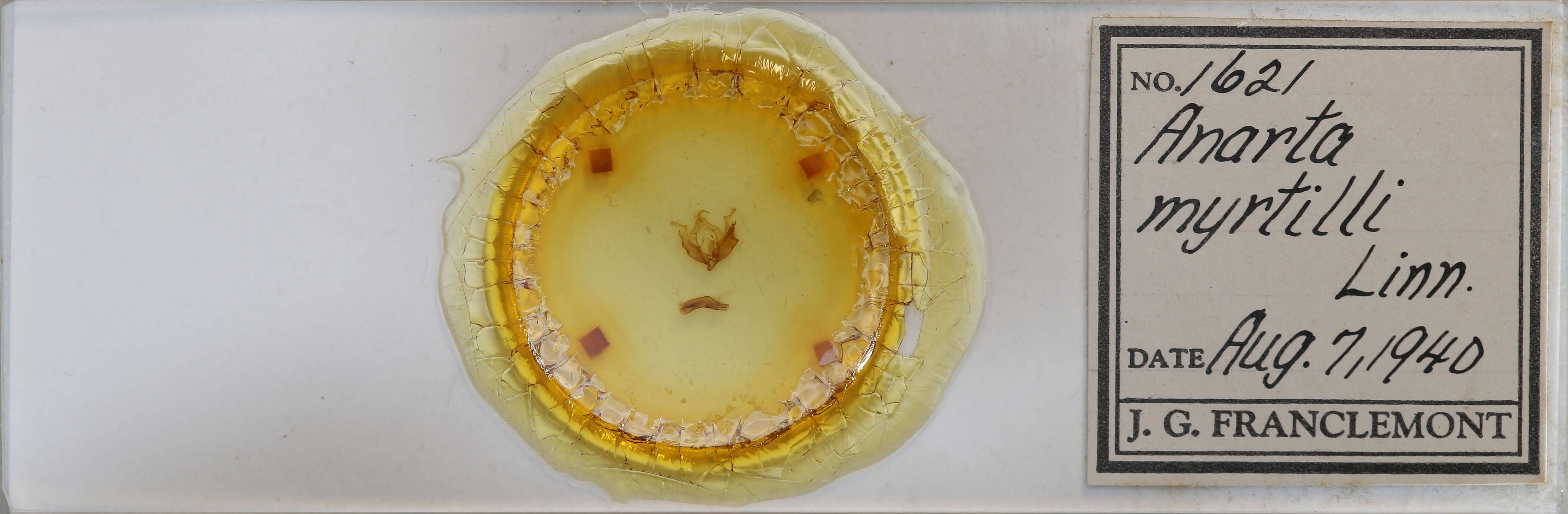 slide view of adult Anarta myrtilli