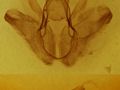genitalia view of adult Anomis fulvida