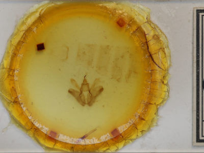 slide view of adult Anomis fulvida