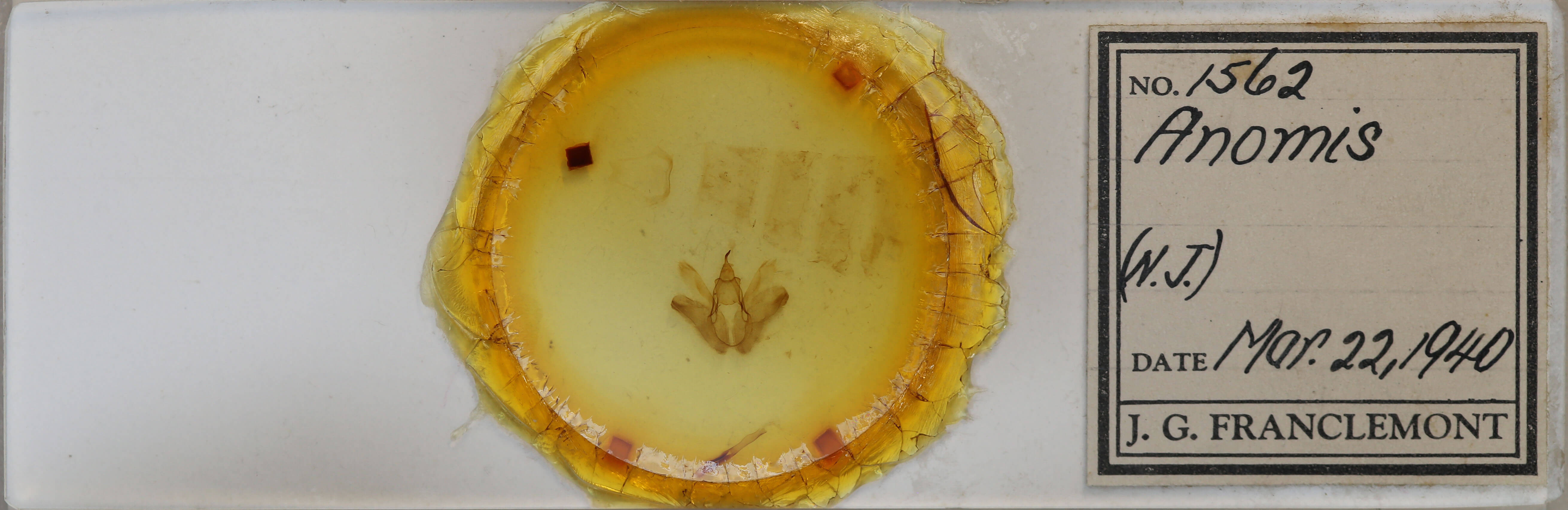 slide view of adult Anomis fulvida