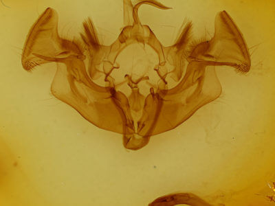 genitalia view of adult Apamea amputatrix