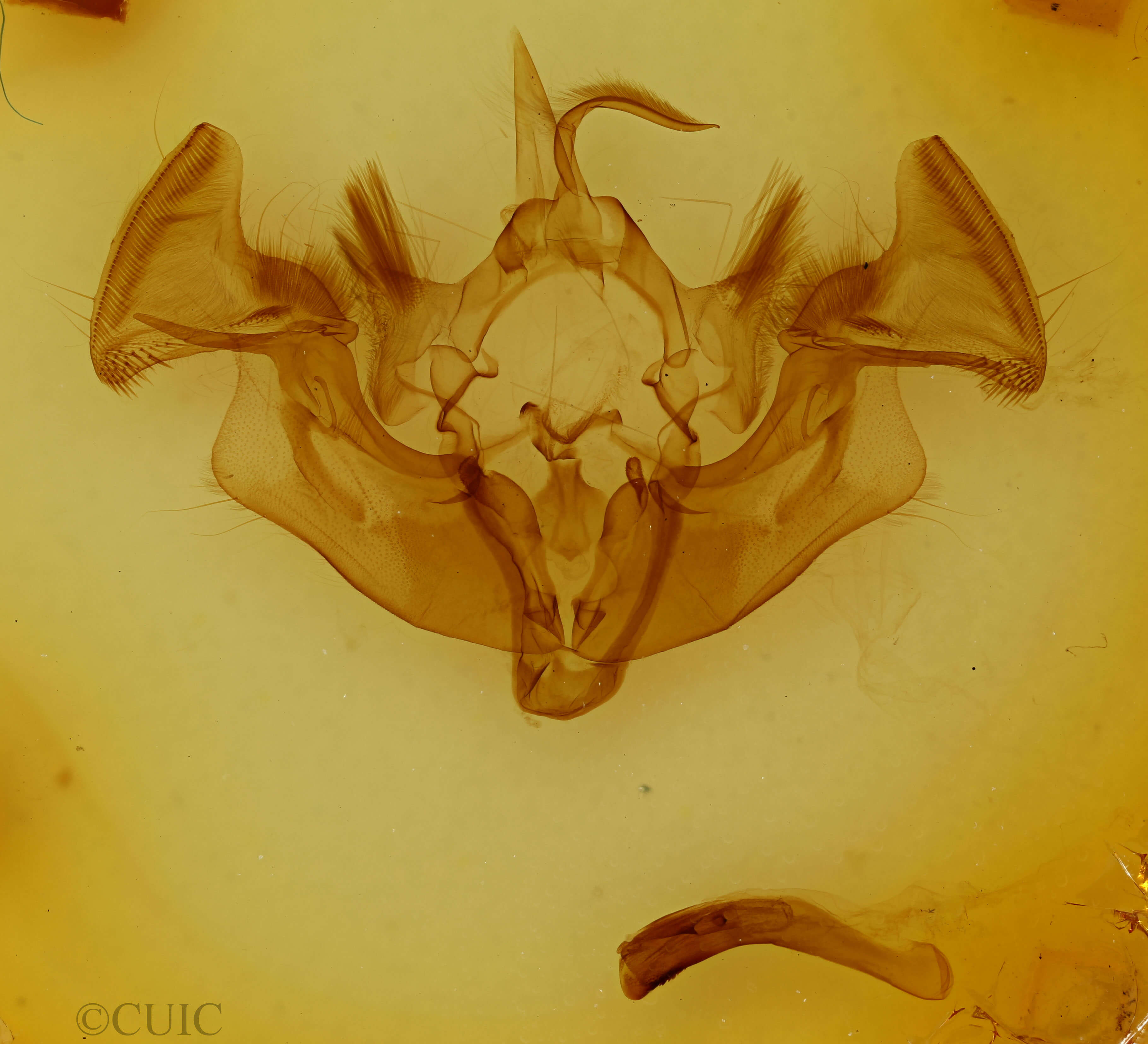 genitalia view of adult Apamea amputatrix