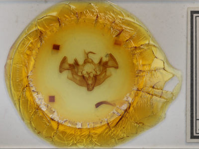 slide view of adult Apamea amputatrix