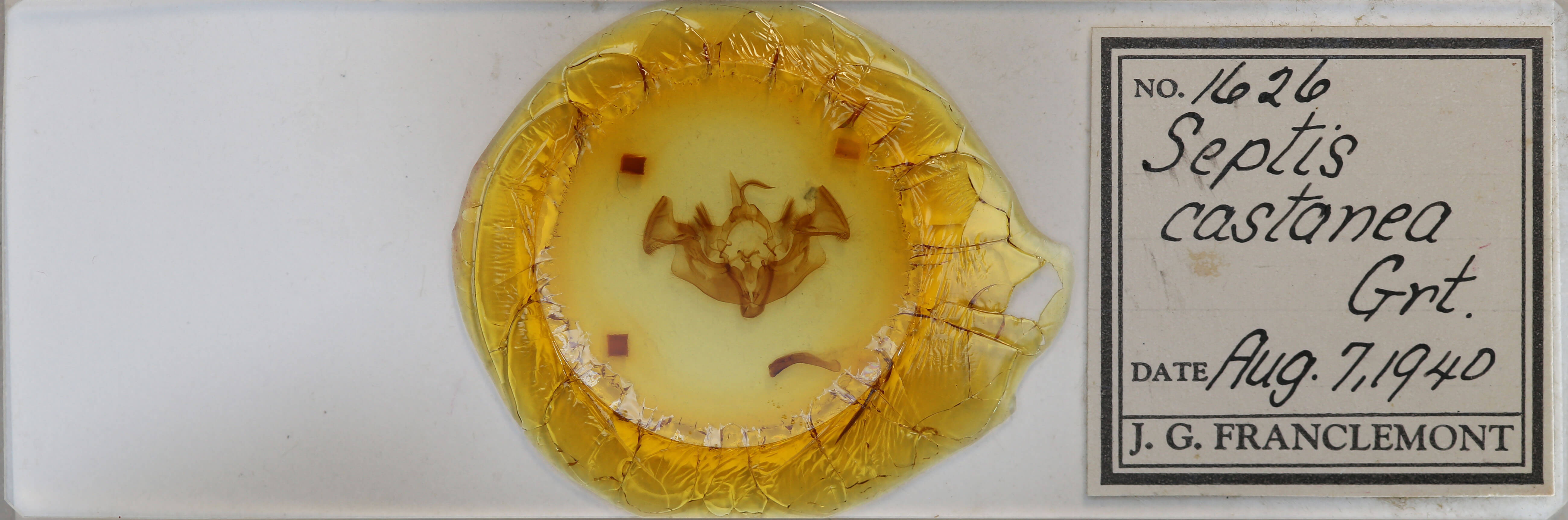 slide view of adult Apamea amputatrix