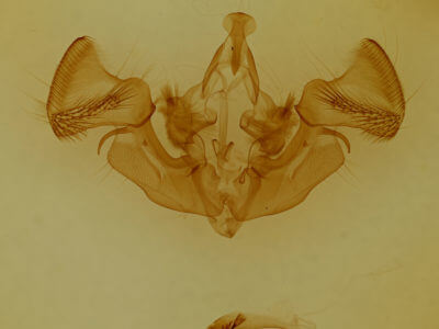 genitalia view of adult Apamea inebriata