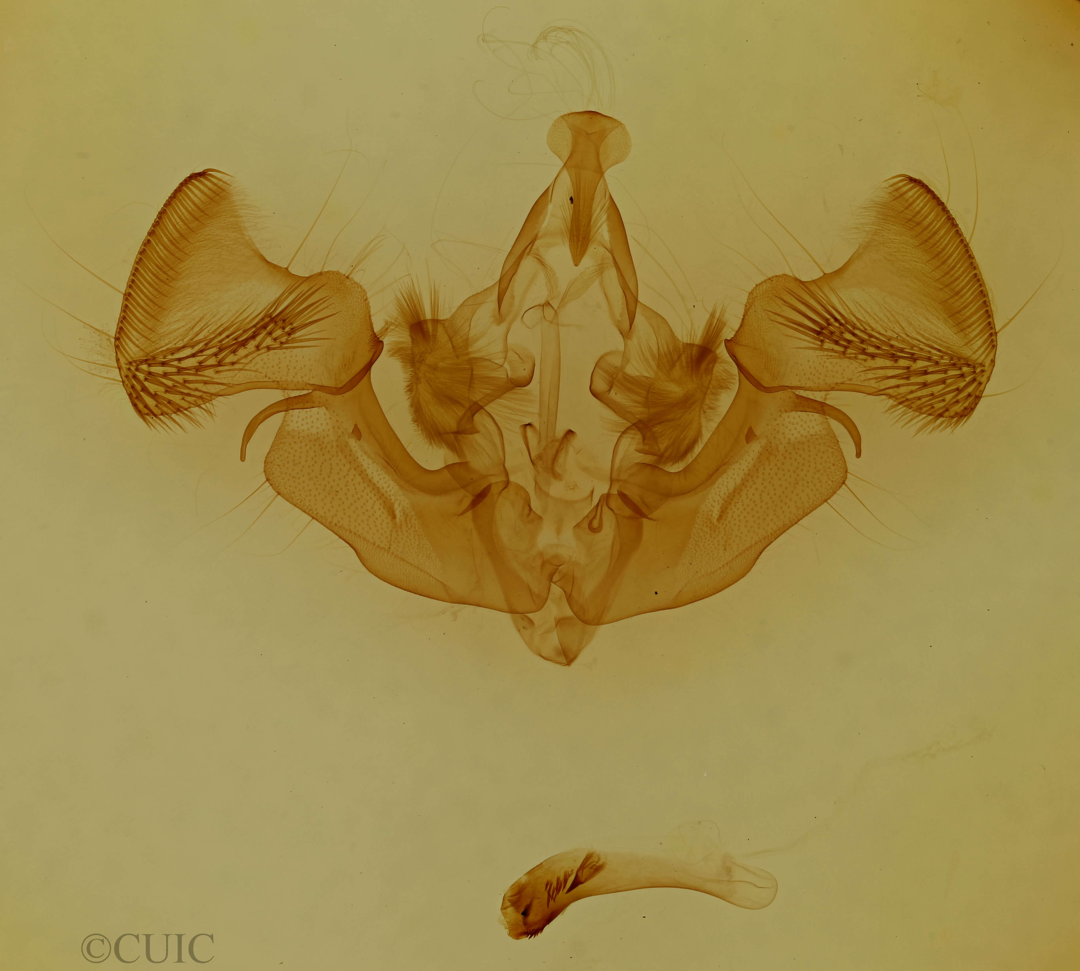 genitalia view of adult Apamea inebriata