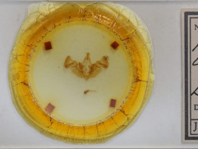 slide view of adult Apamea inebriata