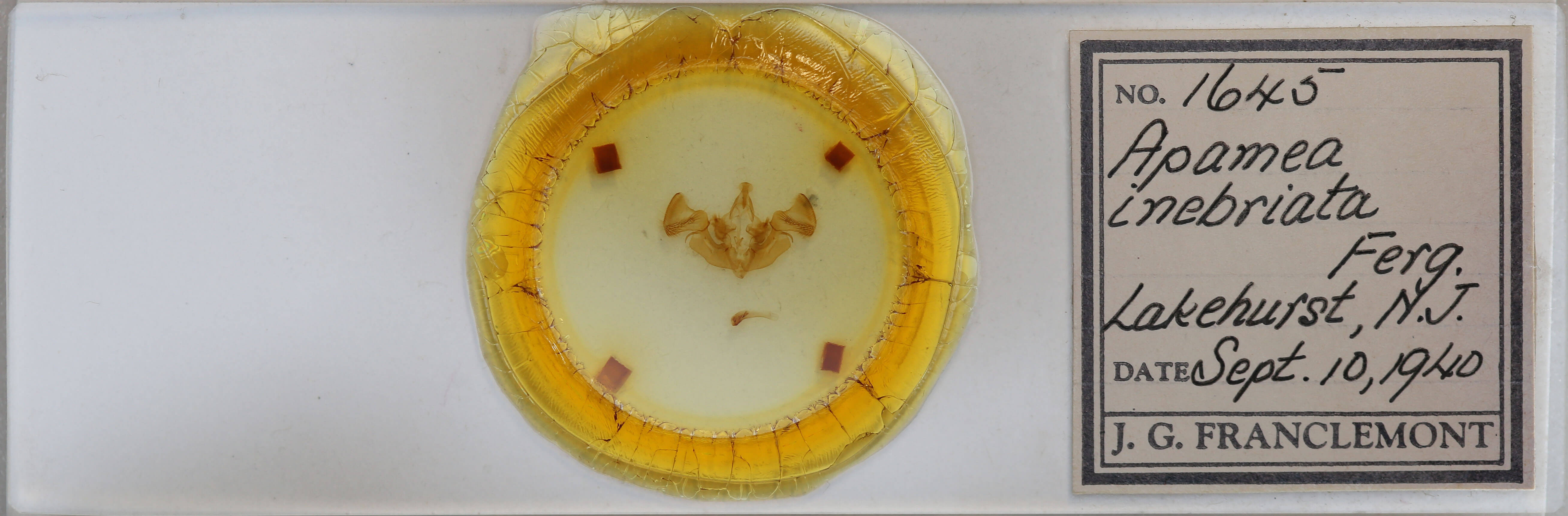 slide view of adult Apamea inebriata