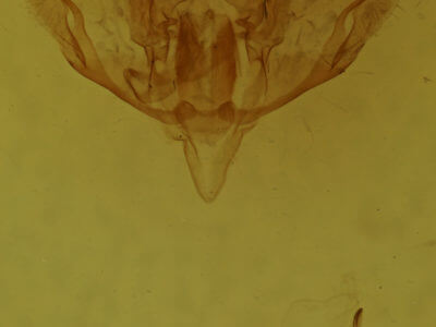 genitalia view of adult Baileya australis