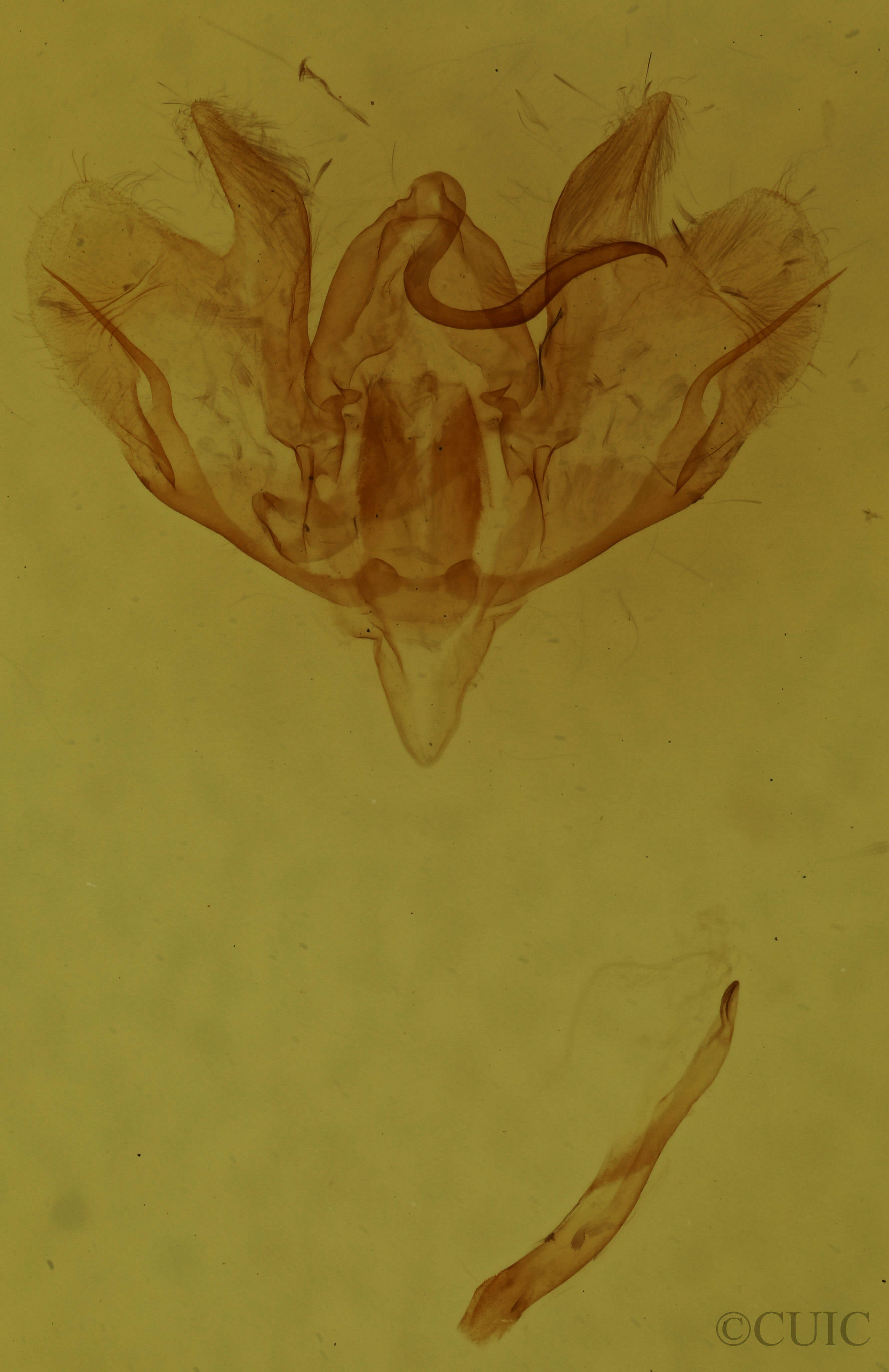 genitalia view of adult Baileya australis