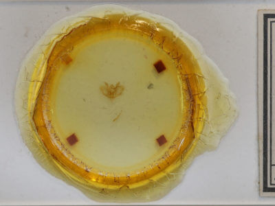 slide view of adult Baileya australis