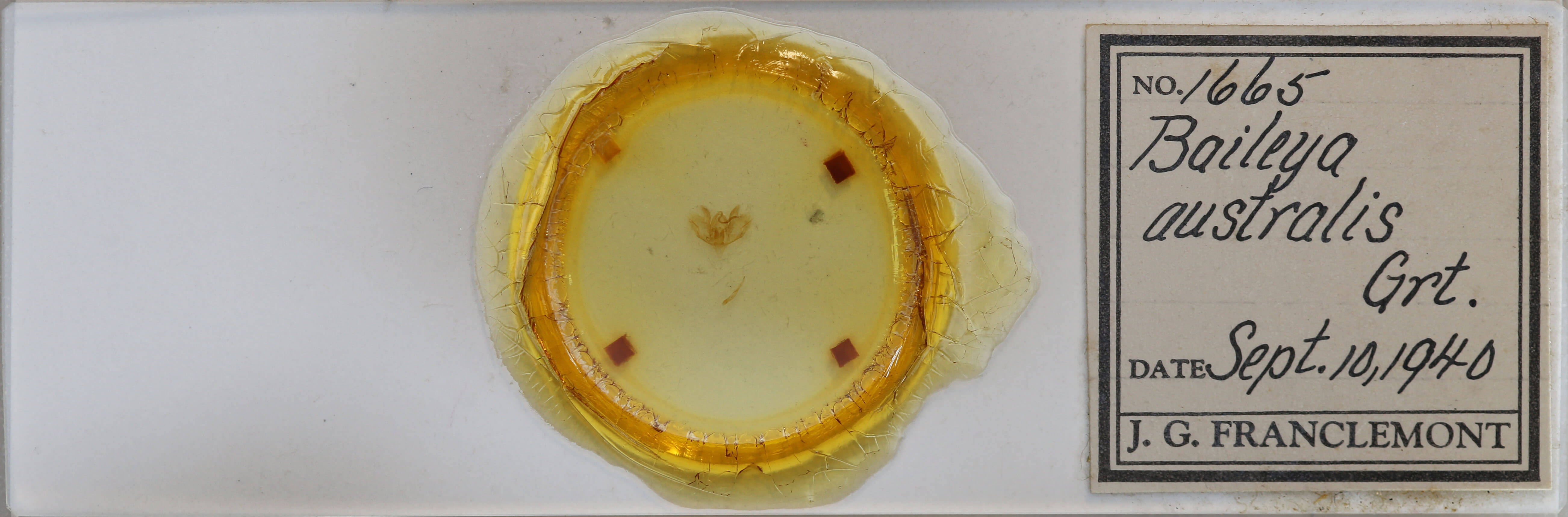 slide view of adult Baileya australis