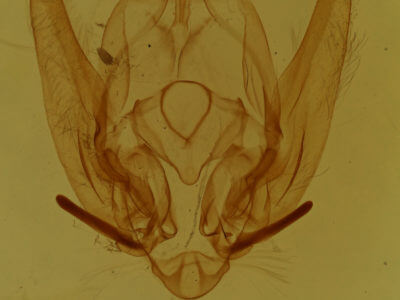 genitalia view of adult Callopistria cordata