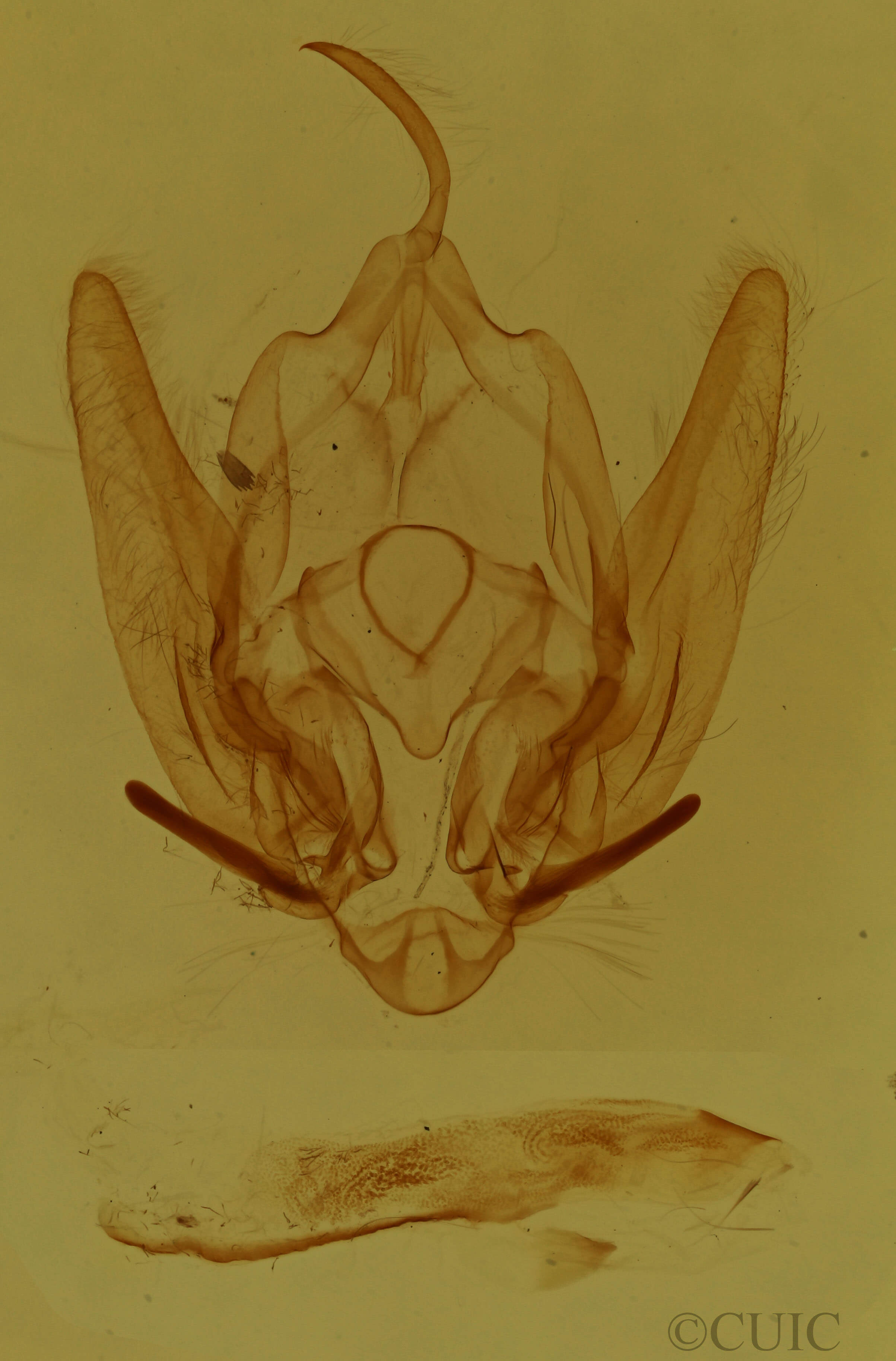 genitalia view of adult Callopistria cordata