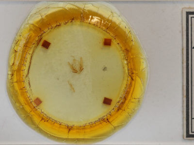 slide view of adult Callopistria cordata