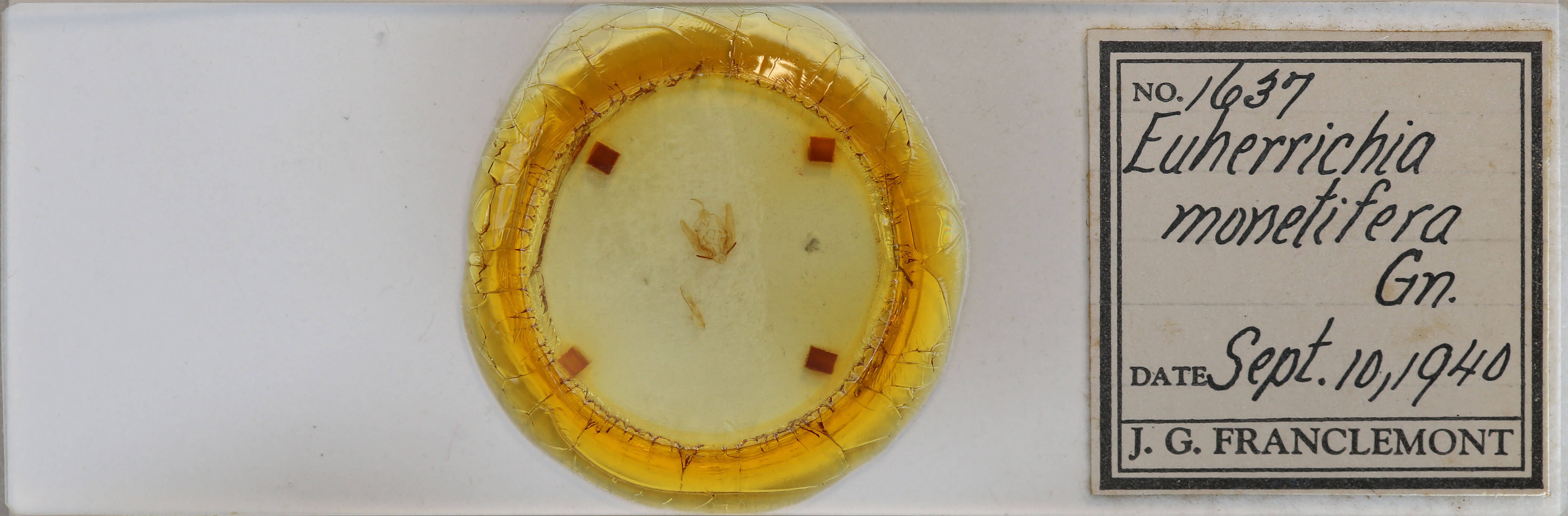 slide view of adult Callopistria cordata