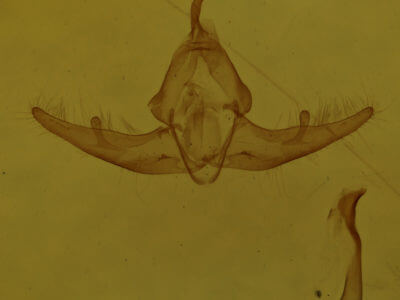 genitalia view of adult Capis curvata