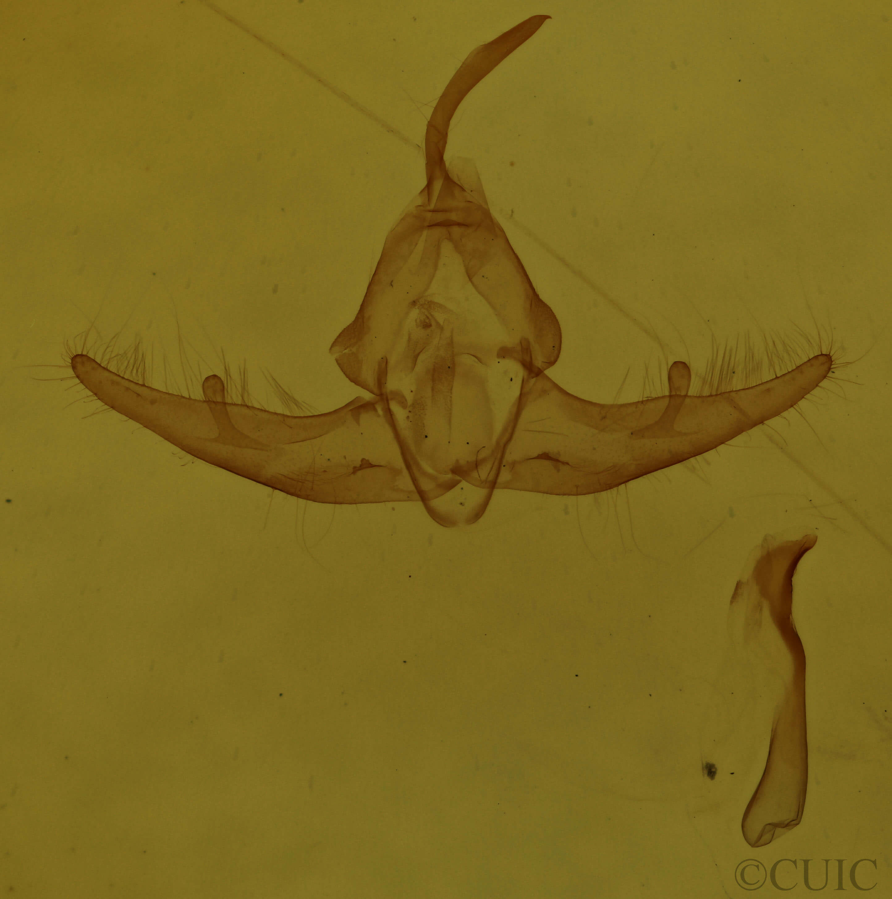 genitalia view of adult Capis curvata