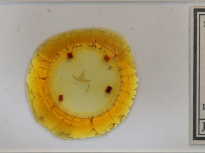 slide view of adult Capis curvata