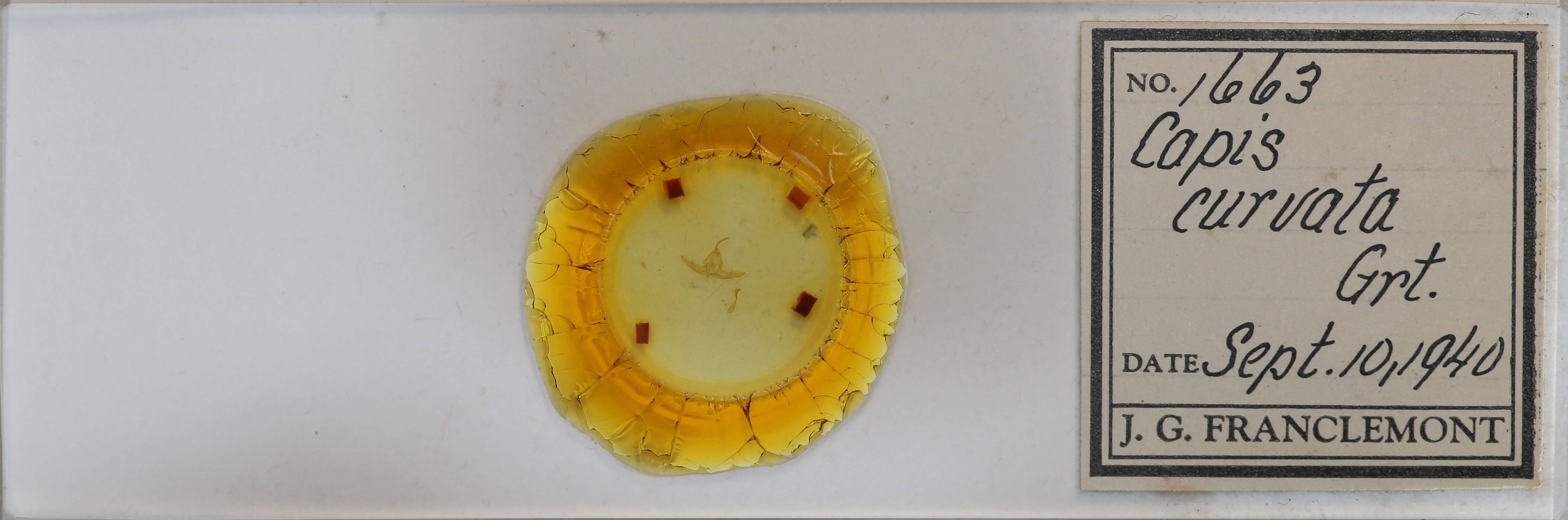 slide view of adult Capis curvata