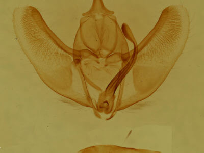 genitalia view of adult Caripeta piniata