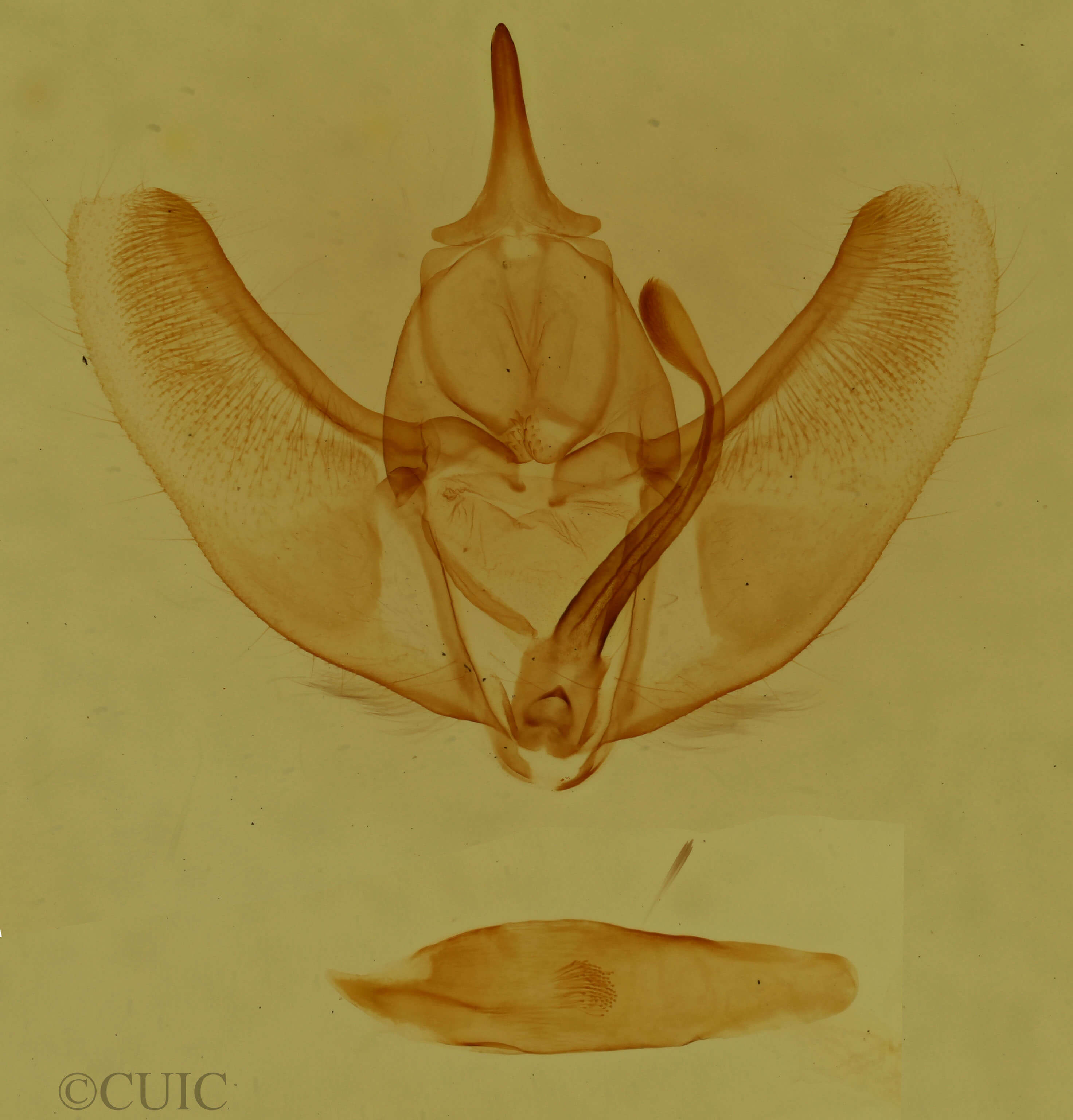 genitalia view of adult Caripeta piniata