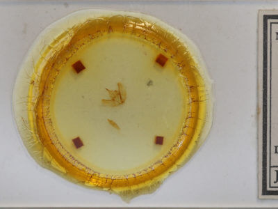 slide view of adult Caripeta piniata