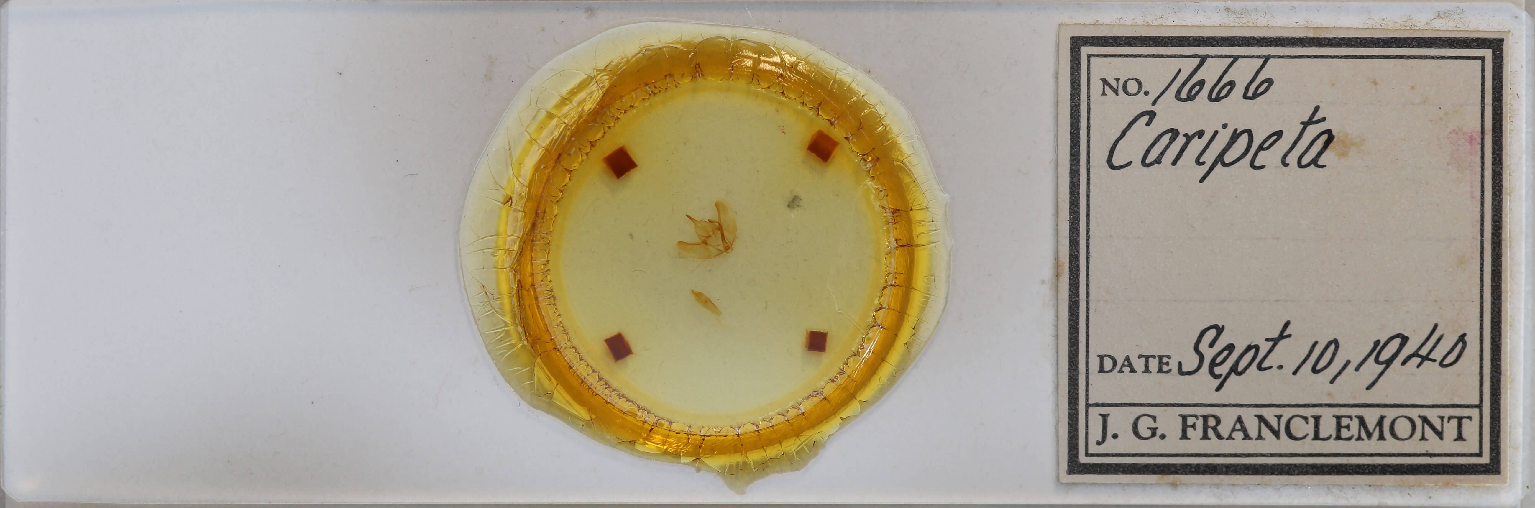 slide view of adult Caripeta piniata