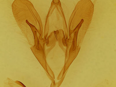 genitalia view of adult Catocala herodias gerhardi