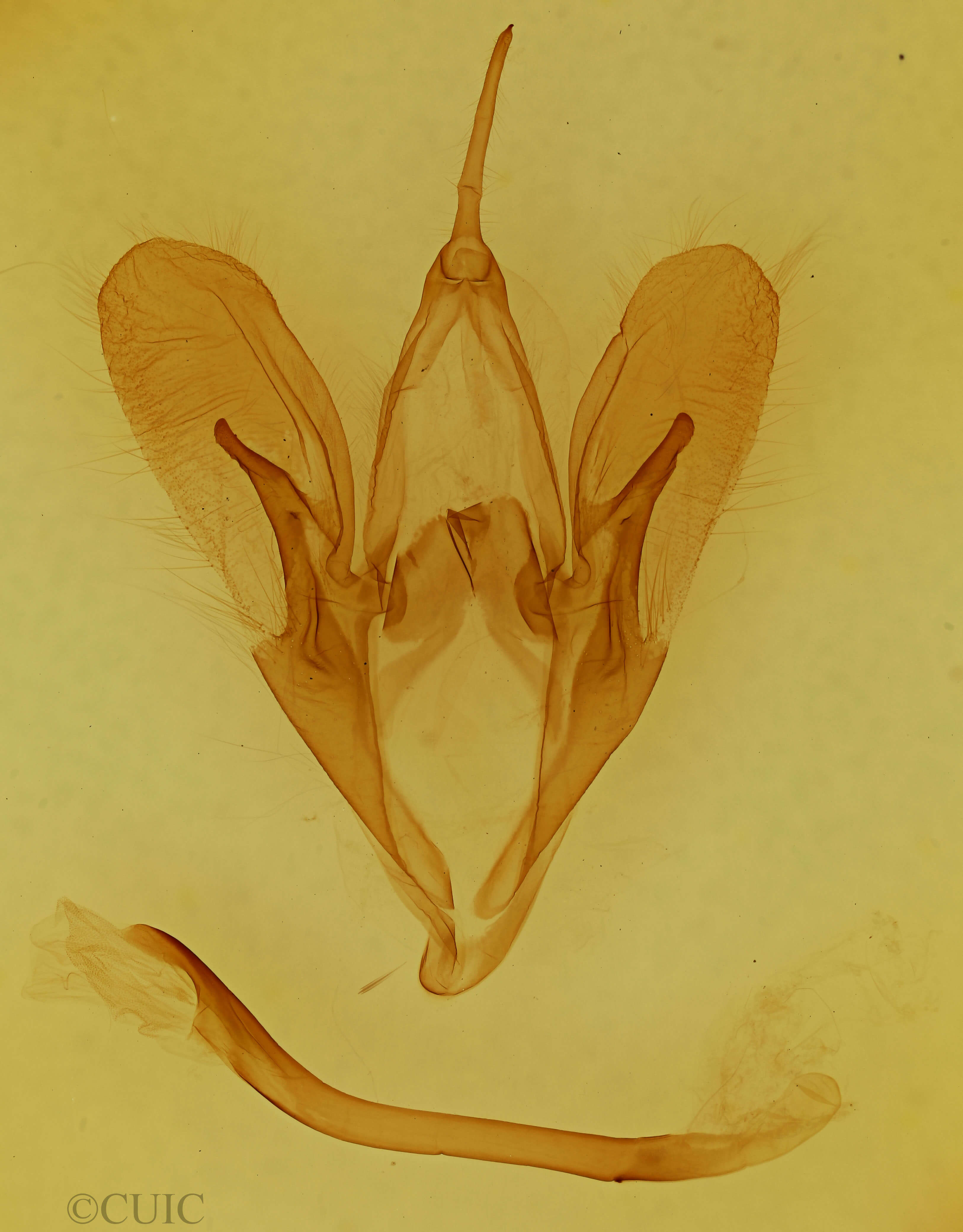 genitalia view of adult Catocala herodias gerhardi