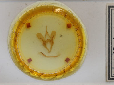 slide view of adult Catocala herodias gerhardi