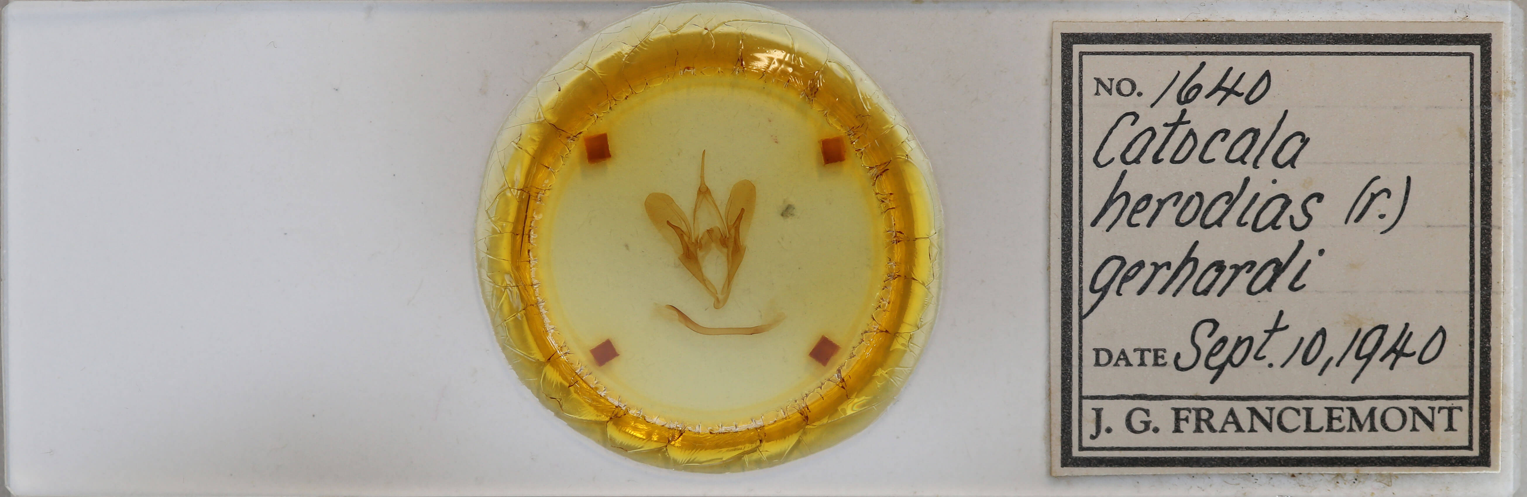 slide view of adult Catocala herodias gerhardi