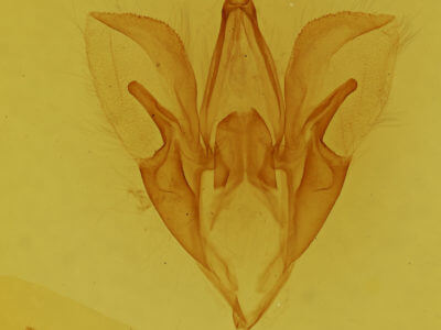 genitalia view of adult Catocala praeclara