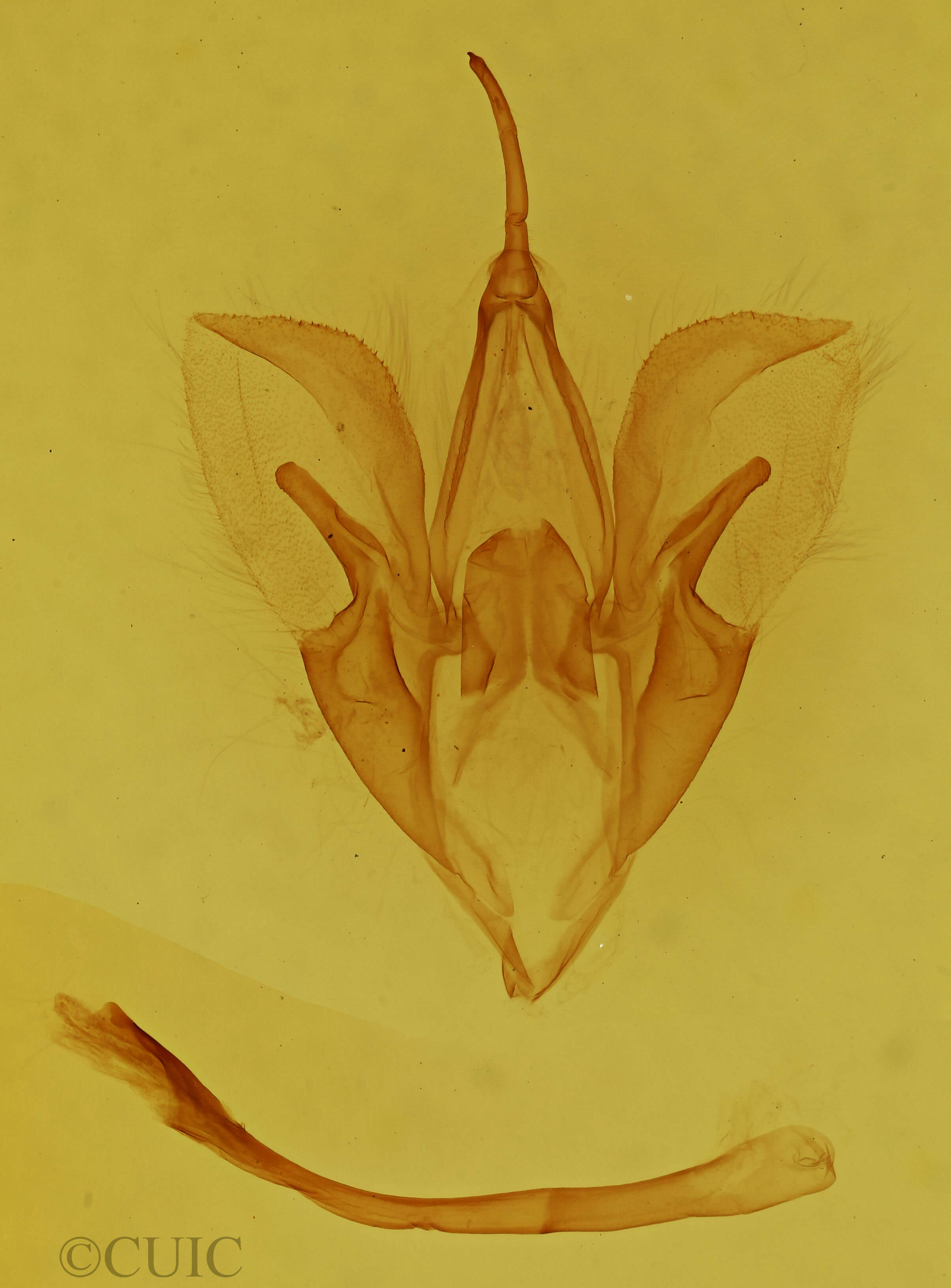 genitalia view of adult Catocala praeclara