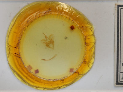 slide view of adult Catocala praeclara